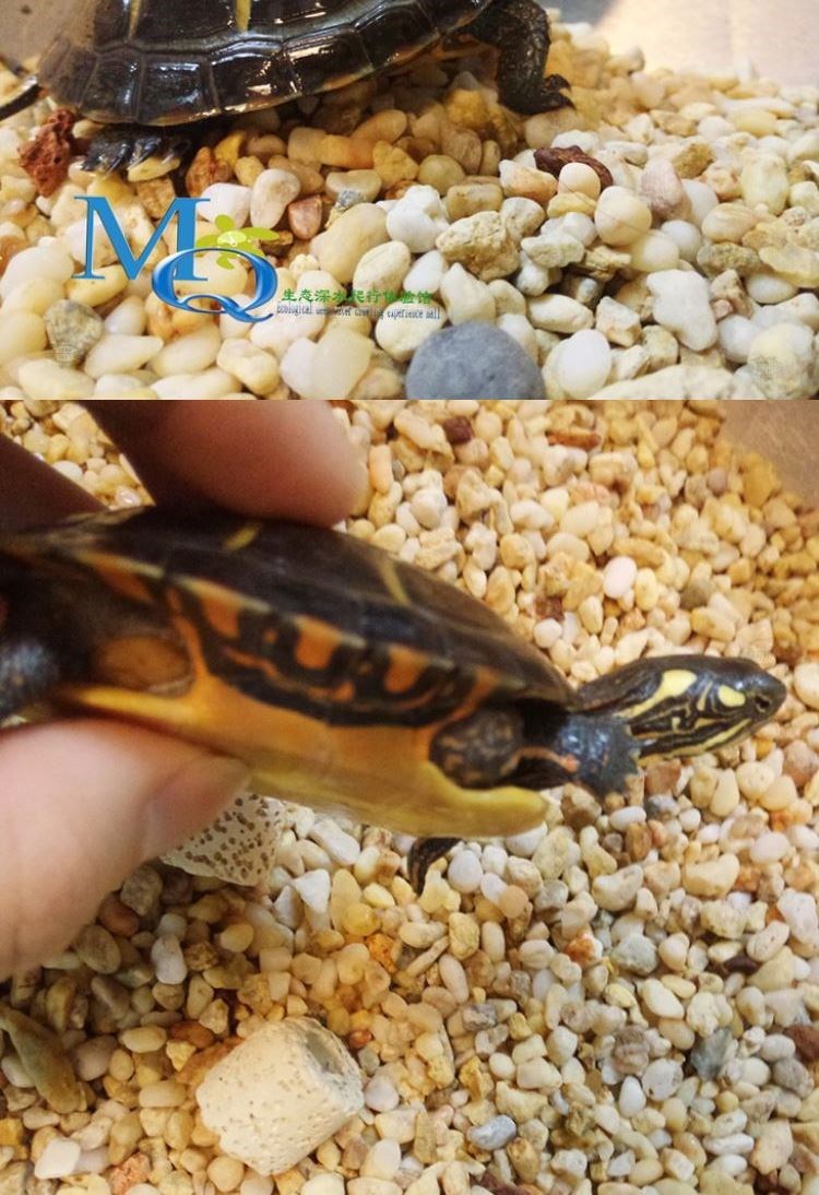不二臣东部东锦龟苗深水龟小乌龟活物西锦龟南锦龟宠物龟观赏龟外塘