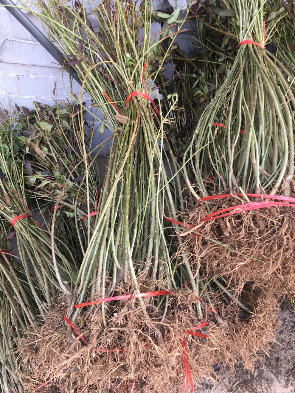 攀缘花卉-连翘花苗-连翘苗又名:金钟罩花,黄金条连翘树苗植物 丛生3个