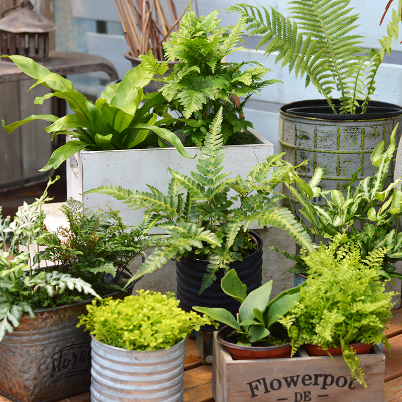 绿植小盆栽鸟巢蕨铁线蕨凤尾蕨狼尾蕨室内微景观蕨类植物 马尔蕨 盆