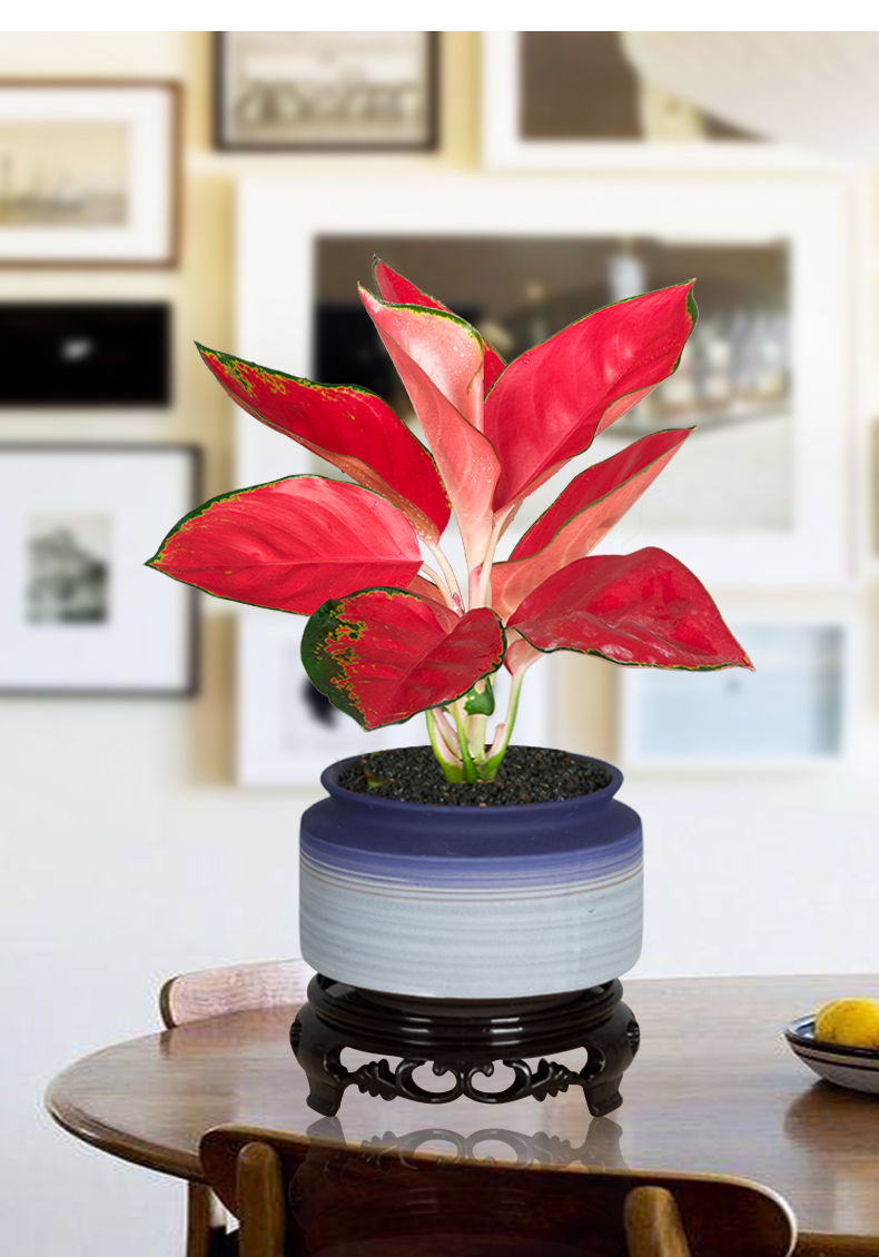 皇后万年红万年青水培好养办公室植物 中国红 国粹青花484 底座【图片