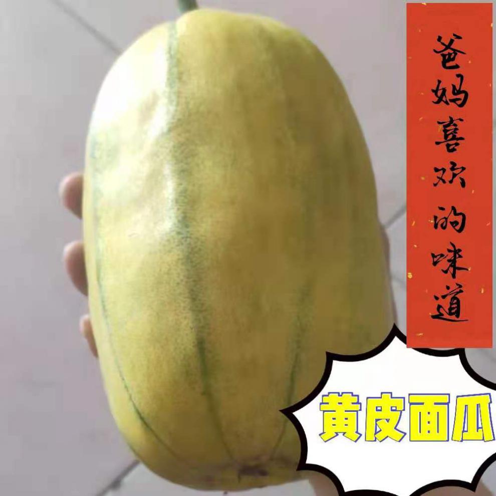 顺丰直达山东老面瓜黄皮面瓜黑皮面瓜香瓜老年人瓜果低糖瓜成熟采摘三
