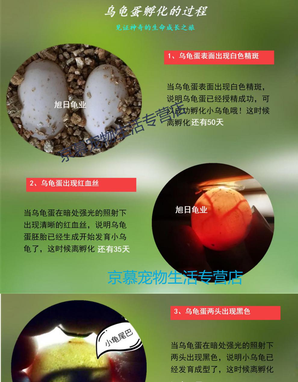 孵化活体纯佛受精蛋火焰日杂黑杂北美杂佛鳄水龟宠物乌龟 杂佛鳄龟蛋