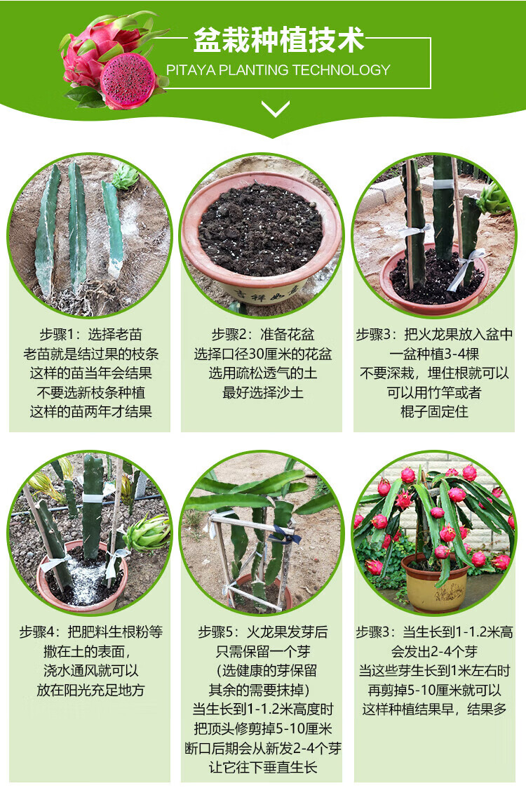 火龙果树苗 红心红肉火龙果苗盆栽果树苗南方北方四季阳台种植水果苗