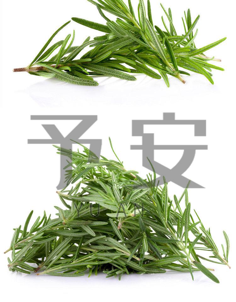 新鲜迷迭香 新鲜食用迷迭香rosemary西餐煎牛排用特色调味品 100g
