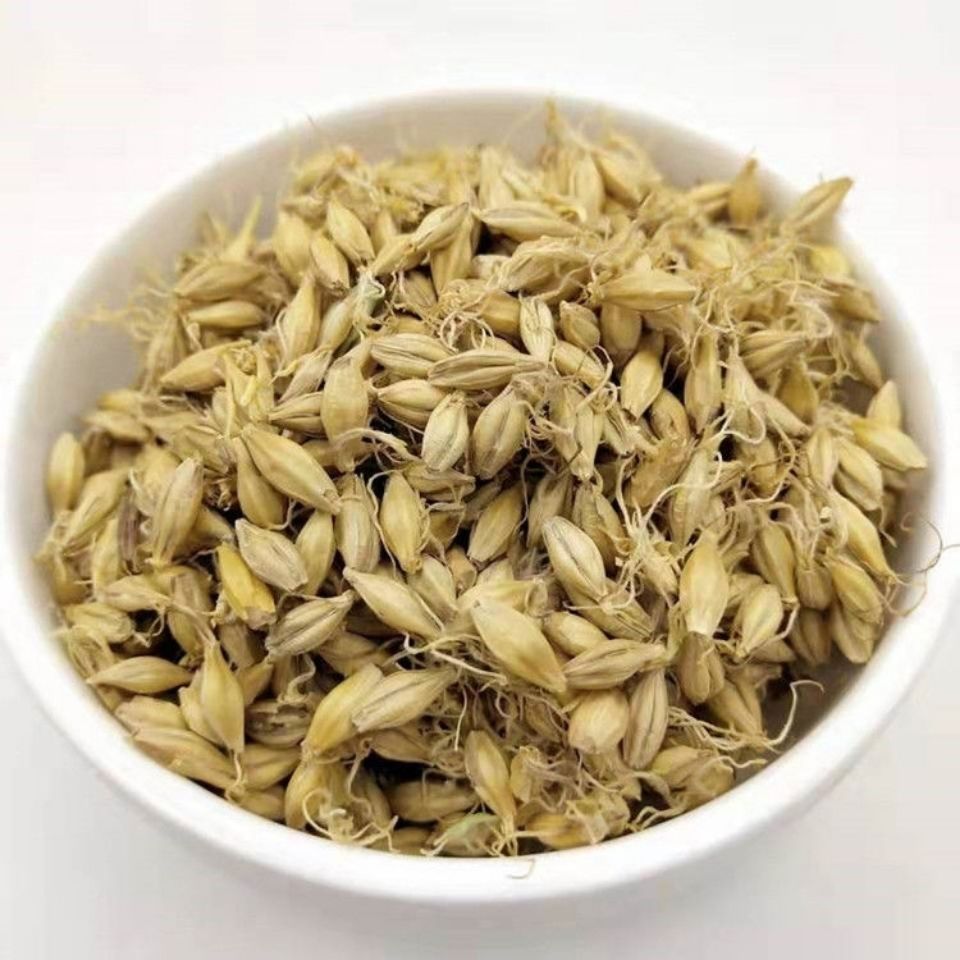 炒麦芽中药材回奶断奶茶 麦牙麦芽茶泡水100g/500g可搭山楂炒麦芽