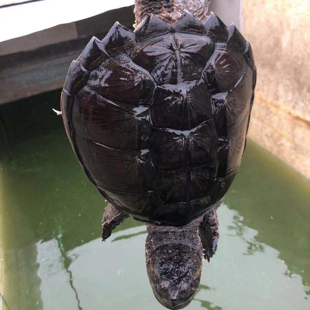 活体鳄龟 北美大鳄龟食用 观赏 全品凶猛霸气 食用鳄龟 精挑优品5-6斤
