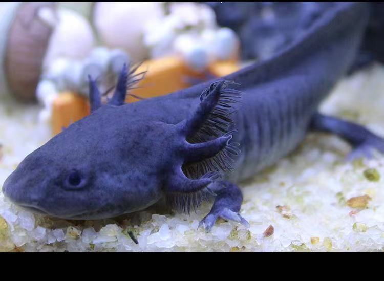 包活六角恐龙鱼蝾螈活物冷水淡水鱼好养耐活金鱼锦鲤