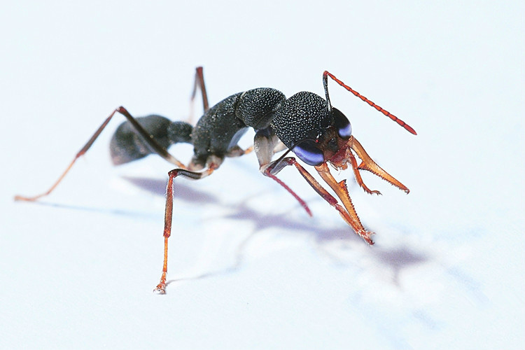 猎镰猛蚁harpegnathos venator 宠物蚂蚁 蚂蚁工坊昆虫饲养 生日礼物