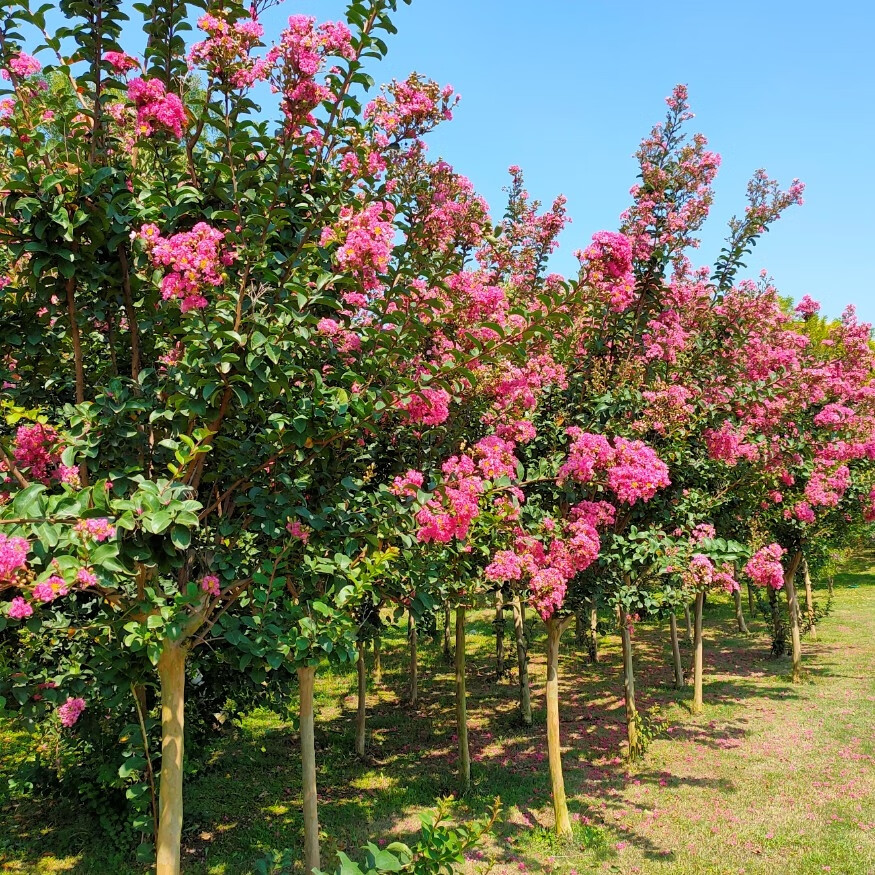 紫薇树苗紫薇花树苗盆栽盆景红花紫薇红火箭紫薇庭院花卉四季种植1