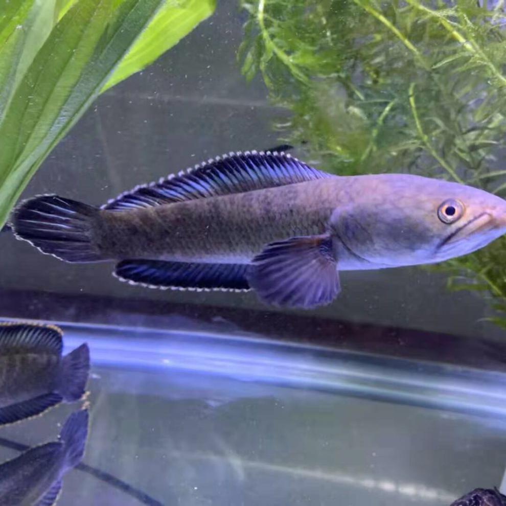 不二臣彩虹雷龙鱼黄金眼镜观赏鱼 阿萨姆奶茶养冷水鱼七彩雷龙耐 精品