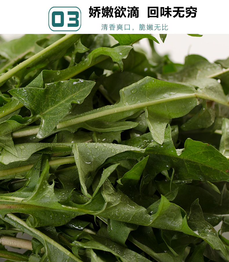 现挖蒲公英新鲜地菜野菜现挖带根蘸酱婆婆丁苦麻子嫩叶苦菜500g