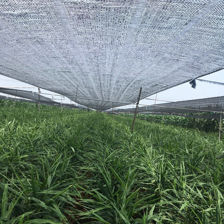 遮阳网三七平针平织蔬菜大棚大姜遮阳网1米宽150米长卷大姜专用遮阳网