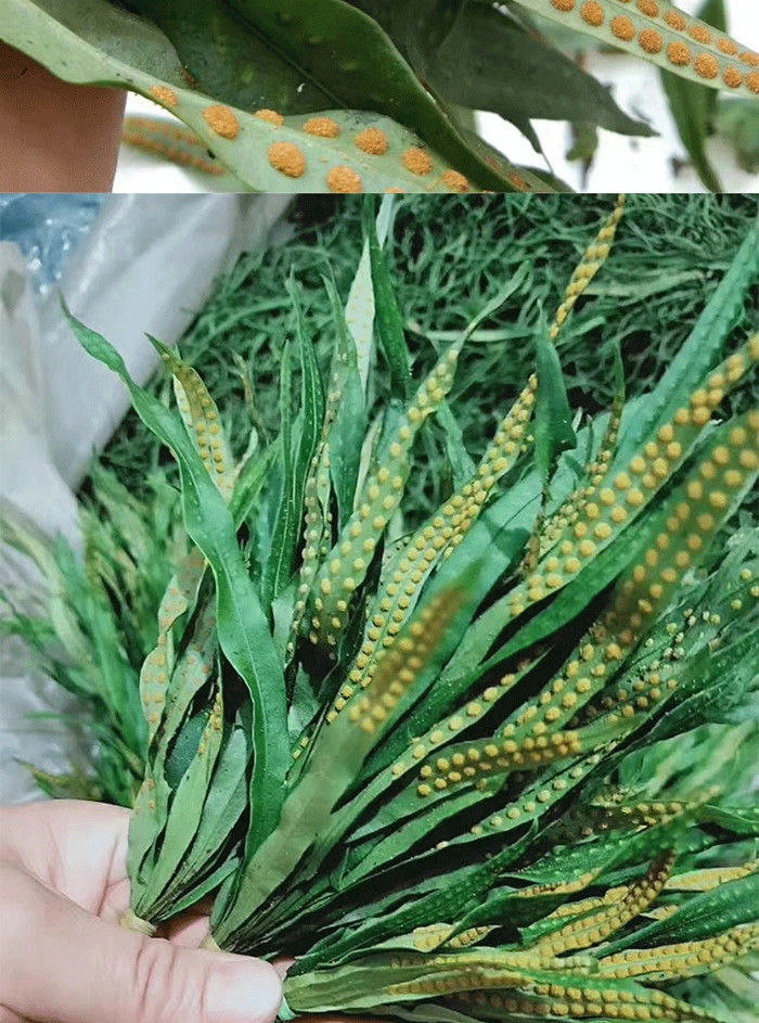 化草石野生中药材草肾精茶250g草干货老挝