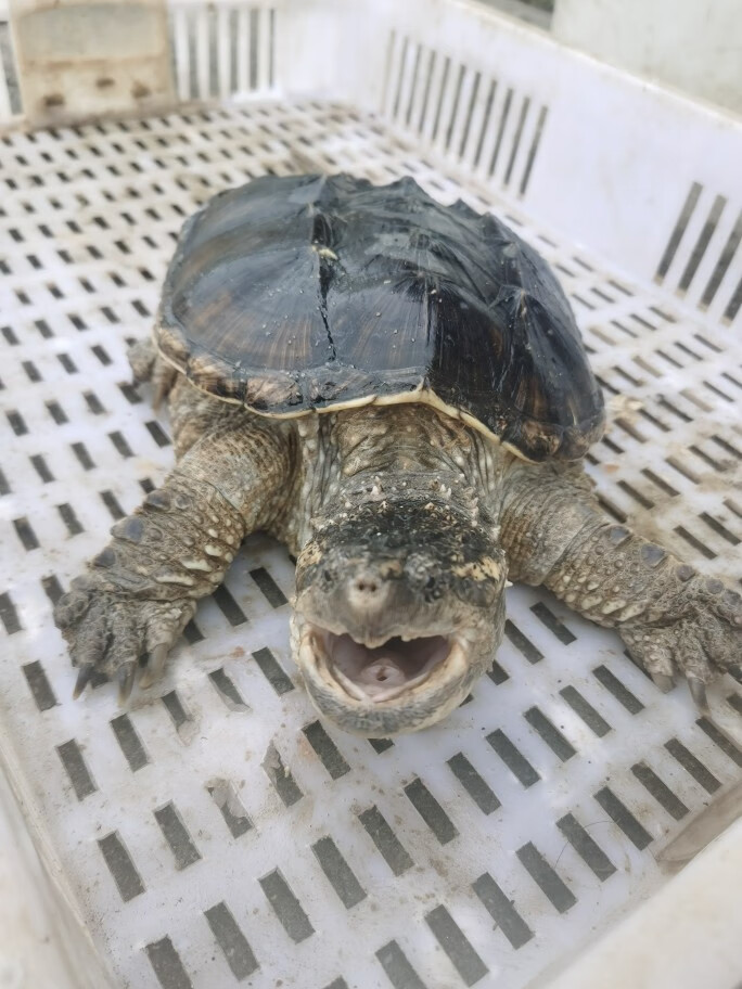 kjhgf鳄龟北美小鳄龟大型乌龟成年活体宠物龟食用龟观赏大鳄龟 15斤大