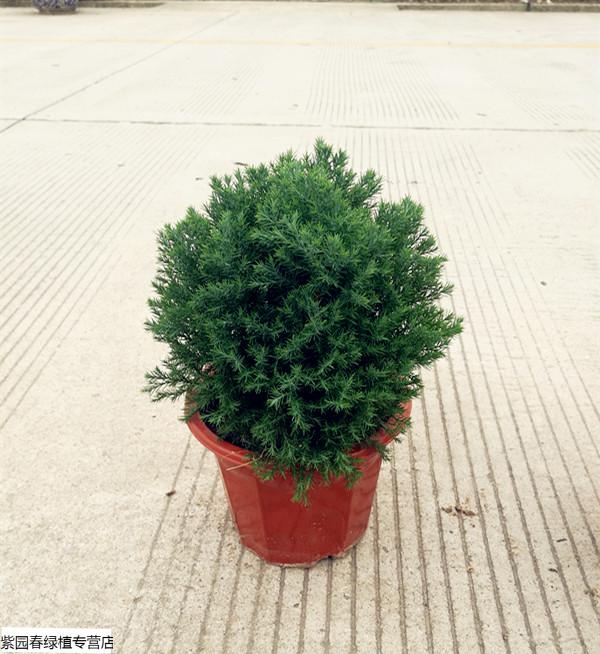 园艺皮球松盆栽皮球柏 阳台庭院绿植自然圆形易养护可地栽植物 精品皮