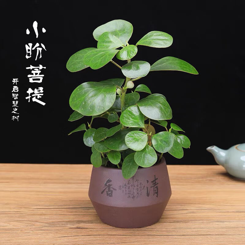 珍贵品种小盼菩提树带果小盆栽植物室内小叶紫檀盆景老桩小盼菩提二盆