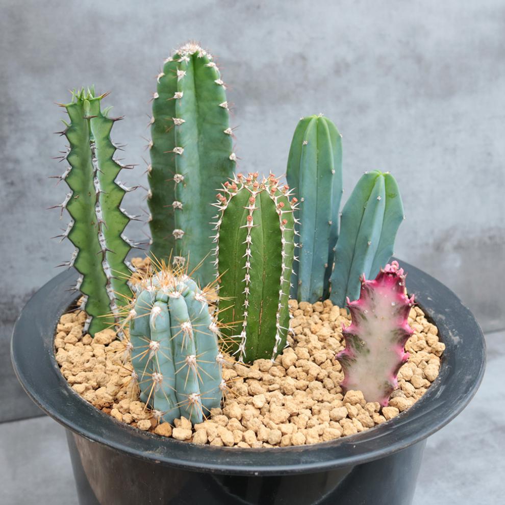 容易养护适用空间:庭院,阳台,客厅,办公桌规格:组合装品种:仙人掌商品