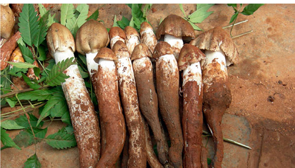 新鲜鸡枞菌 云南野生伞把斗鸡菇鸡棕五月菇 白鸡纵500g