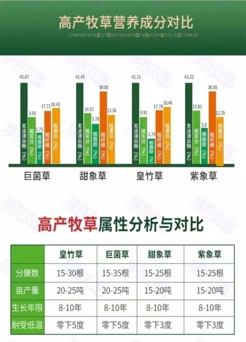 秋颖巨菌草甜象草3号巨草甜象草新型皇竹草种节猪牛羊兔鱼牧草甜象草