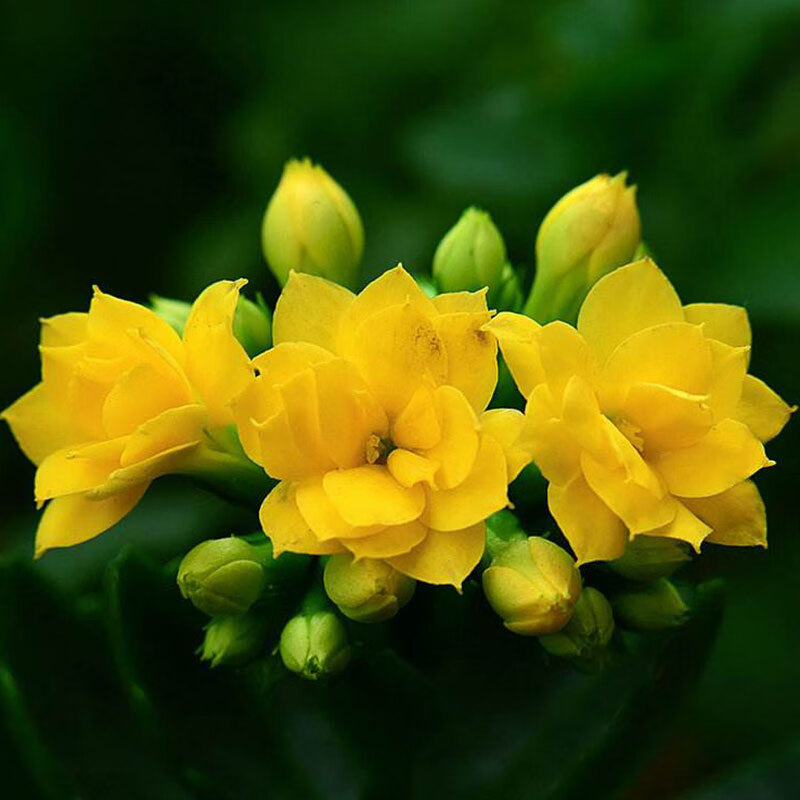 园艺圣诞伽蓝菜盆栽植物重瓣四季常青室内带花虎雀a玫红色不含盆