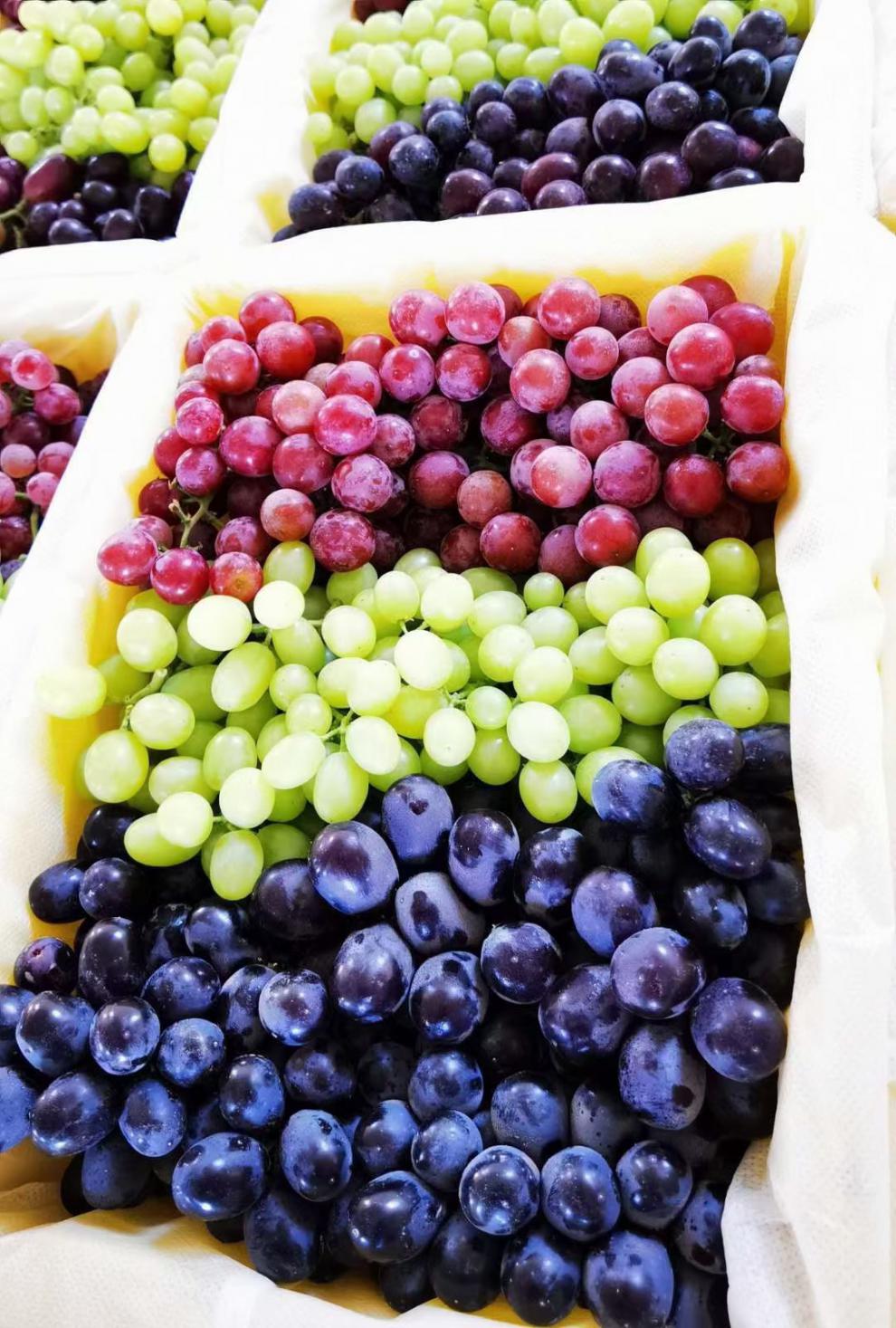 顺丰冷链 新疆三色葡萄马奶提子吐鲁番无籽葡萄无核白玻璃翠无核紫