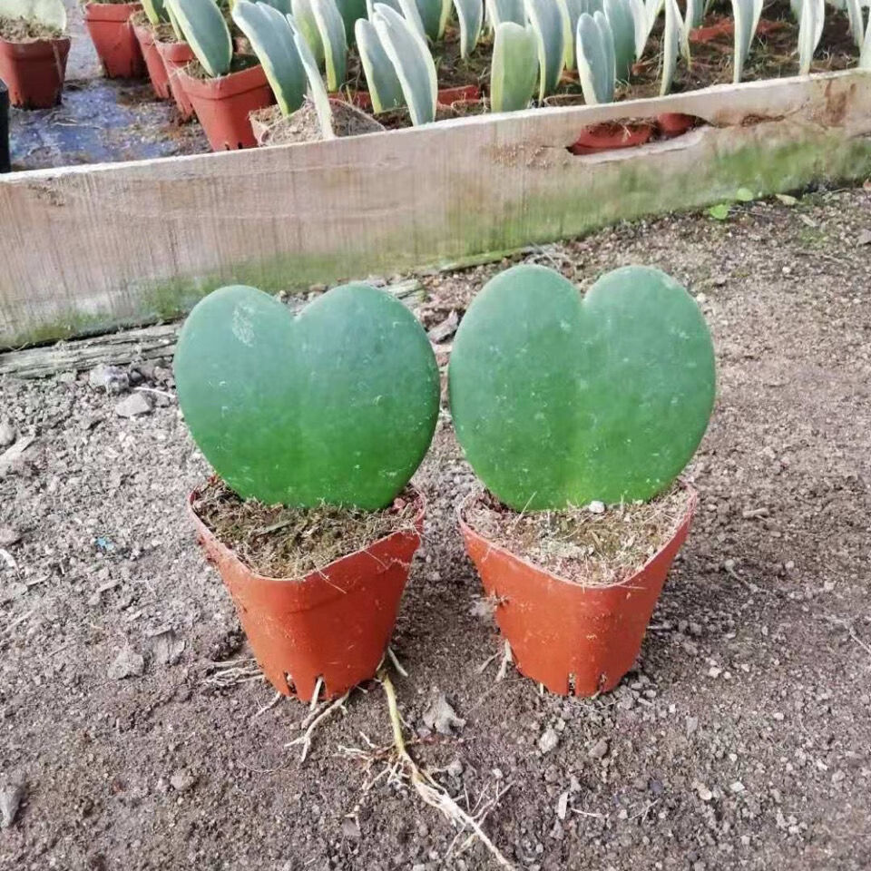 多肉植物心叶球兰四季室内盆栽 初石 一片心锦 红宝石 盆土【图片