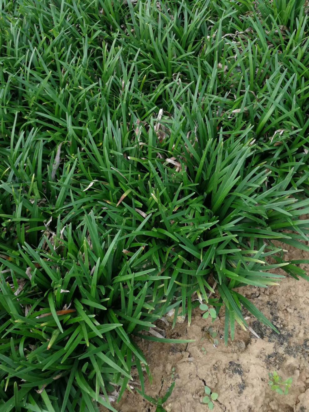 玉龙草苗耐寒耐践踏四季碧绿别墅庭院草坪按斤日本矮麦冬草 玉龙草