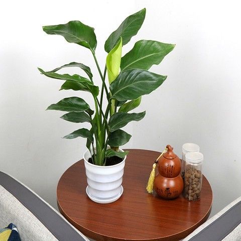 天堂鸟盆栽室内耐寒植物大型客厅落地喜阴新奇观叶四季常青天堂鸟4050