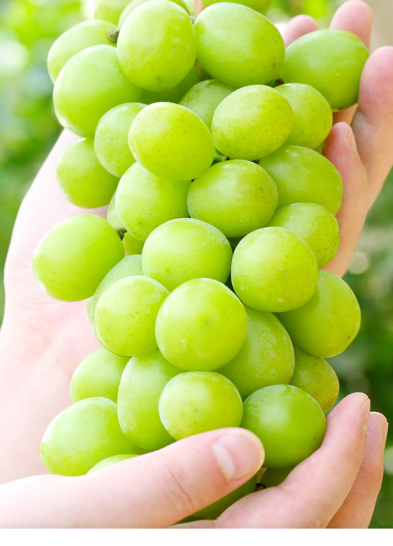 整串阳光玫瑰葡萄新鲜香印青提子净重4斤青葡萄当季水果晴王昌隆福记