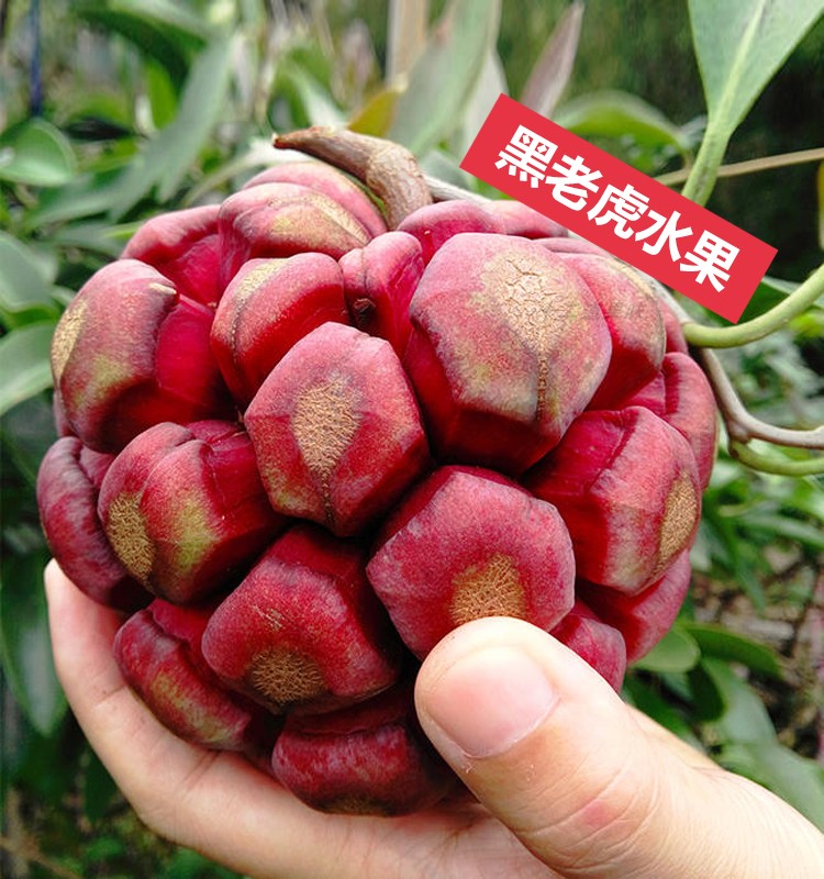 稀有水果恏痴黑老虎水果新鲜血藤果布福娜酒饭团稀奇古怪稀有恶魔果实