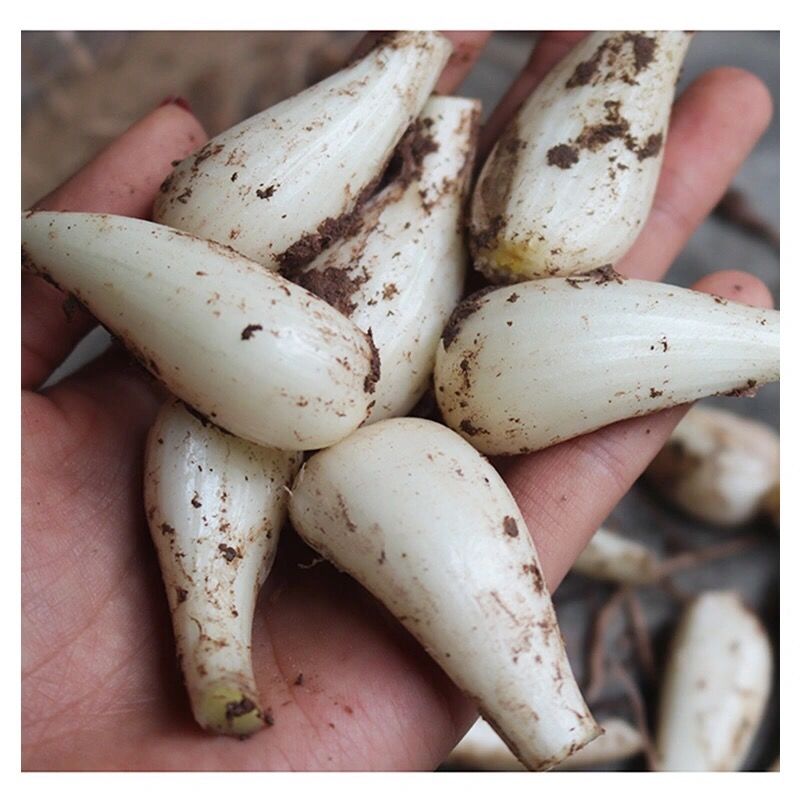 藠头新鲜四川茭头农家自种新鲜荞头叫头大教头 1斤