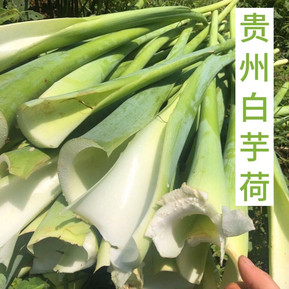 广菜3斤贵州新鲜特产蔬菜5斤农家自种芋荷芋梗白玉苗芋蒙酸菜苗广菜现