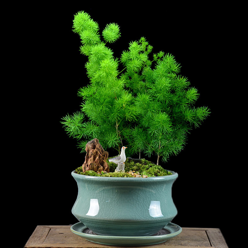 蓬莱松盆景植物盆栽室内办公客厅生肖猴家庭绿植四季常