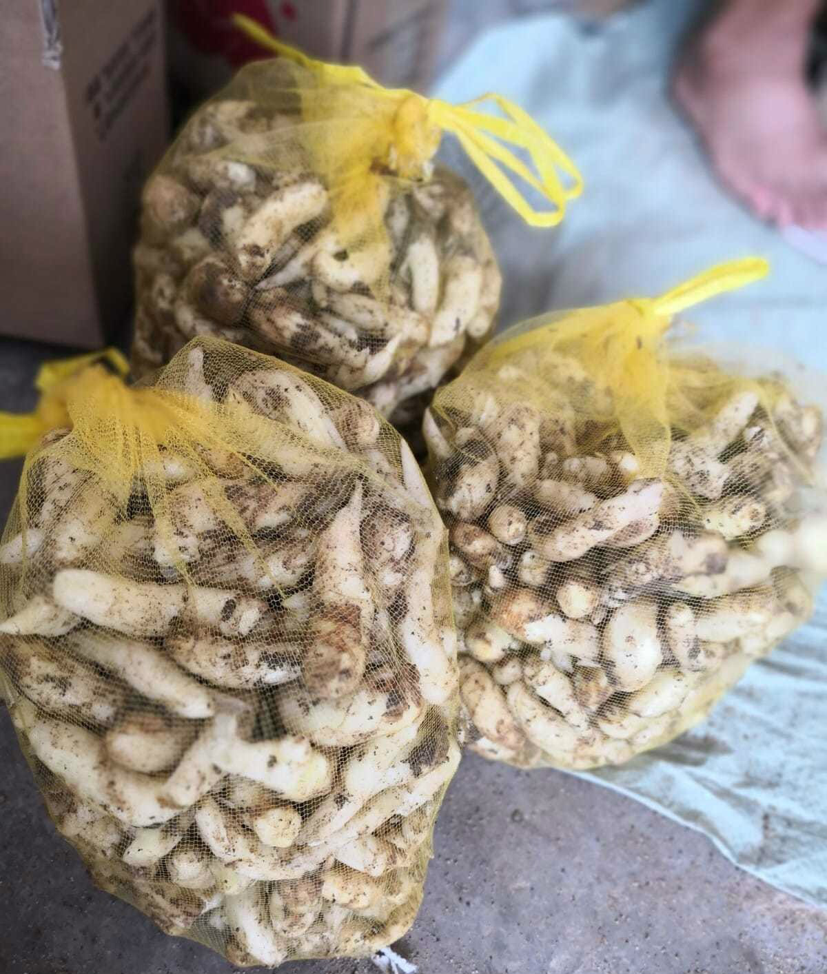 生姜嫩姜芽新鲜嫩姜嫩姜芽仔姜嫩姜子姜嫩姜23510斤整箱现挖嫩姜芽五