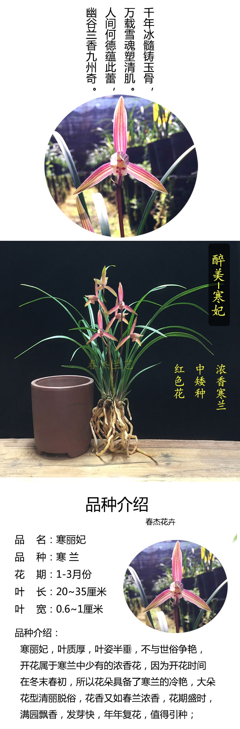 细叶寒兰国画之美兰花苗寒妃开花浓香冬季带花苞室内花卉绿植盆栽寒妃2苗不含盆 图片价格品牌报价 京东