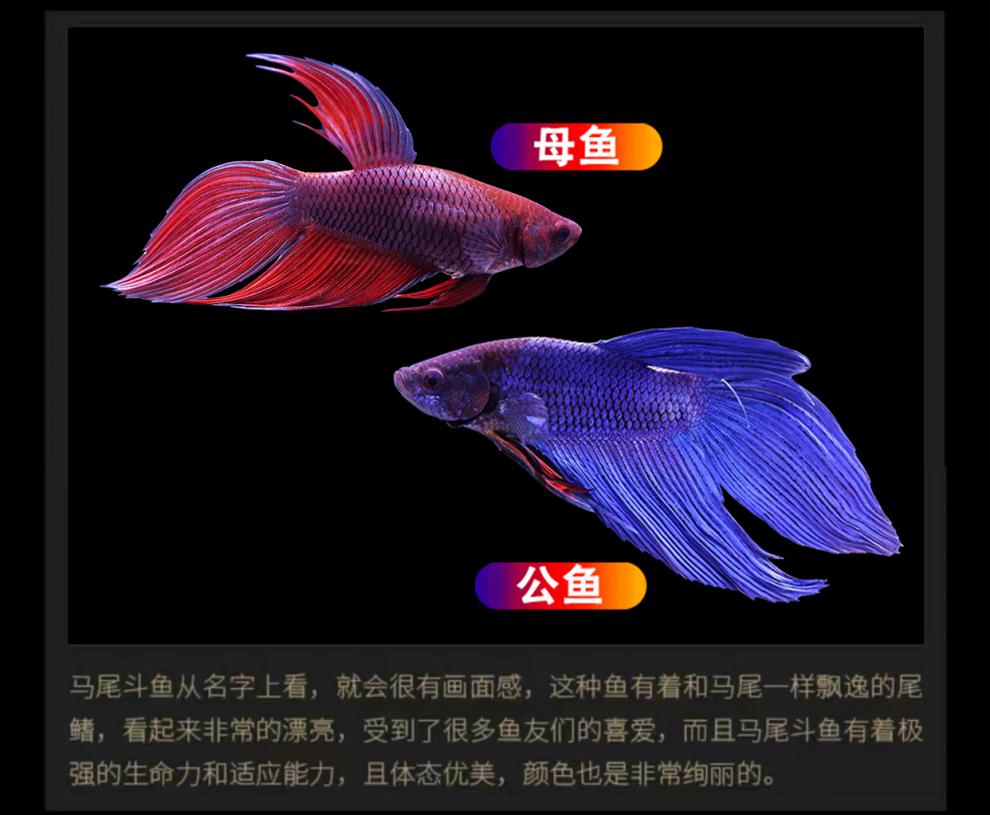 秋颖 泰国斗鱼马尾狮王半月母斗鱼观赏鱼热带鱼活体宠物淡水鱼鱼缸