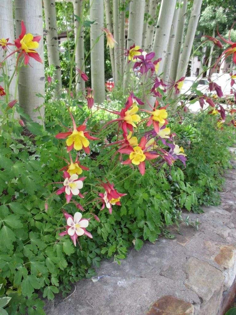 (菜友)倒挂金钟灯笼花种子漏斗菜花种子室内阳台盆栽花种子四季室外种