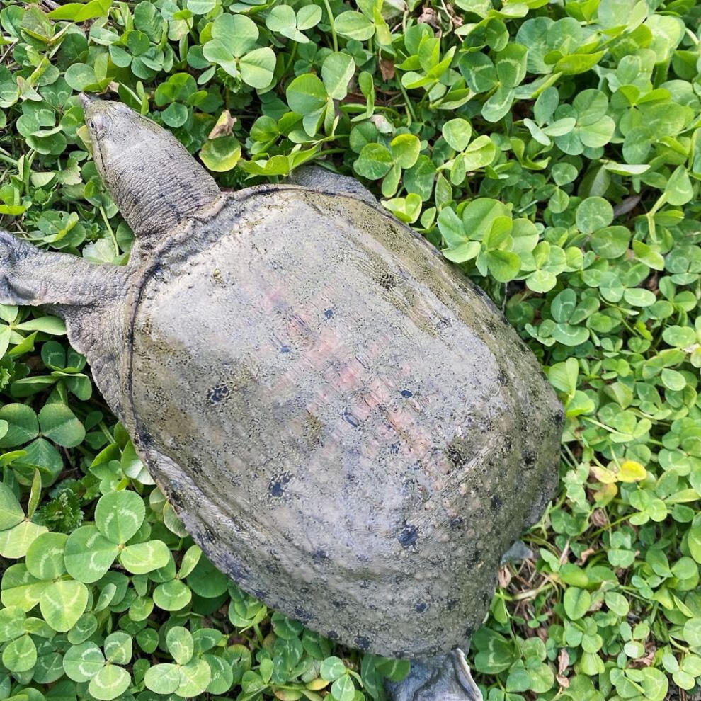 甲鱼批发现杀现发外塘生态老鳖鲜活甲鱼食用王八真空包装新鲜净重2023