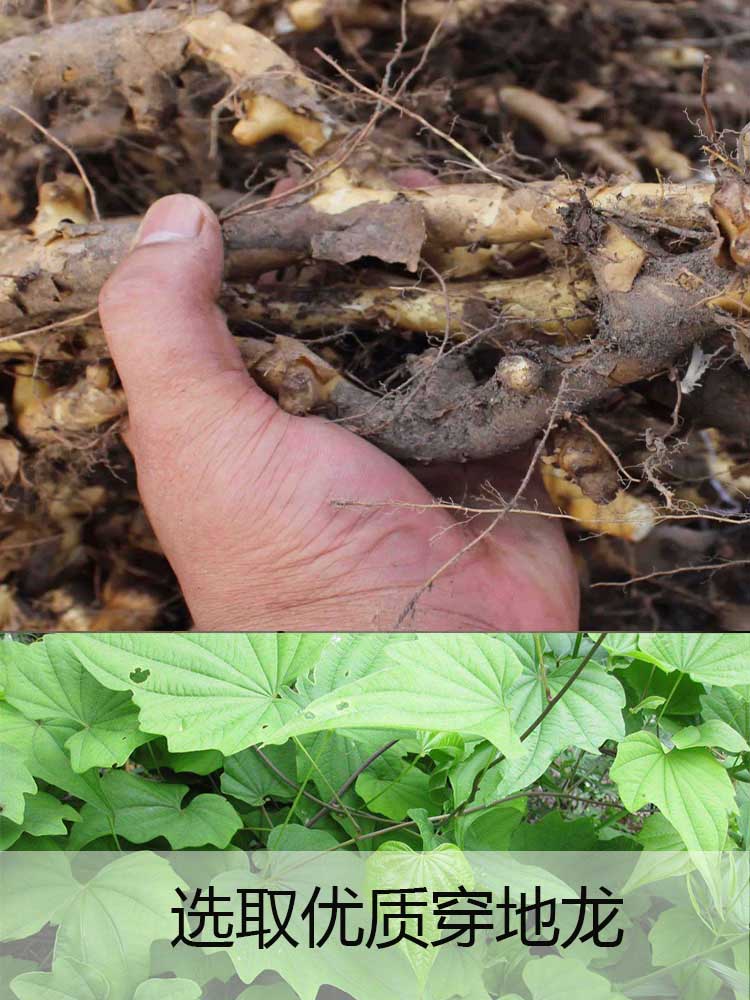 内廷上用东北野生穿山龙野生500克串地龙骨泡酒 穿地龙中药材草药