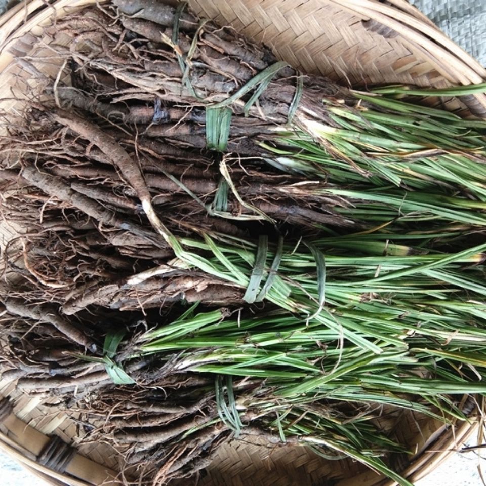 中藥材野生仙茅500g 貴州草藥新鮮獨腳仙茅獨茅地棕先毛純根發貨