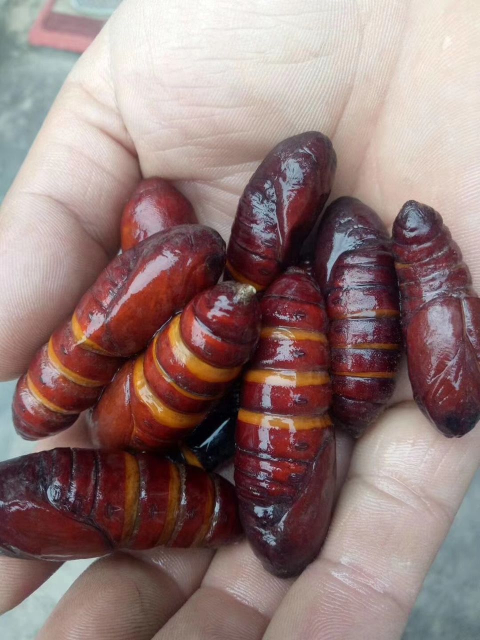 东北特产松虎蛹新鲜速冻松毛虫蛹蚕蛹昆虫美食松树虫蛹子1斤装