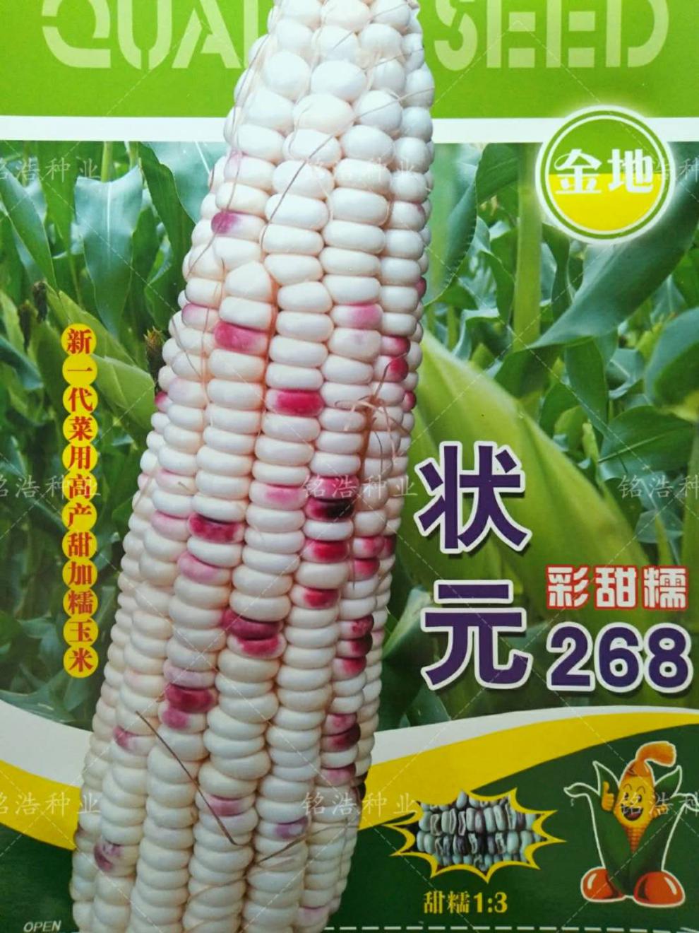 鲜食粘甜糯籽春季播种口感好香甜彩糯玉米种子---状元268 状元268彩糯