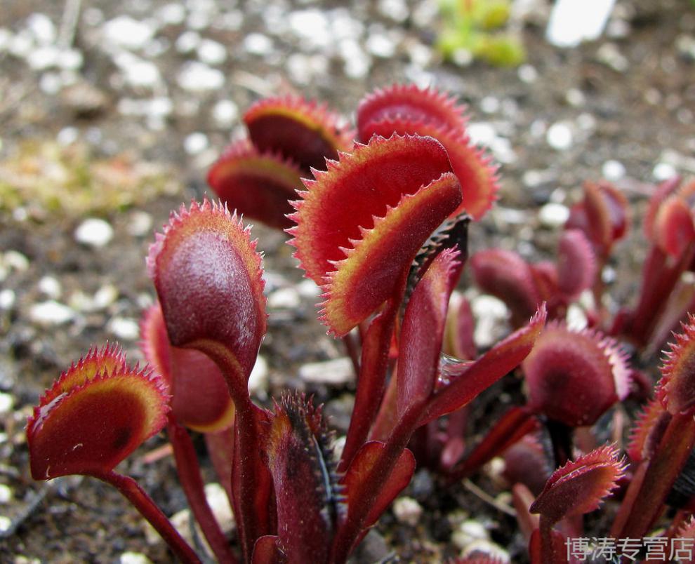 红色食人鱼捕蝇草【带盆栽号】食人花吃虫草吃蚊草吃苍蝇吃蚊虫!【图