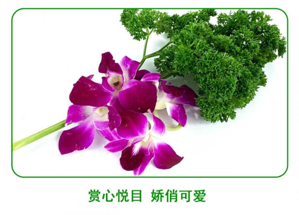 老农夫新鲜杨兰花荷兰芹组合香芹菜洋兰花火锅酒店西餐摆盘装饰花草