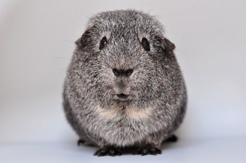 zxc家养荷兰猪逆毛荷兰猪宠物豚鼠家养好上手包活包健康 【黄白荷兰猪