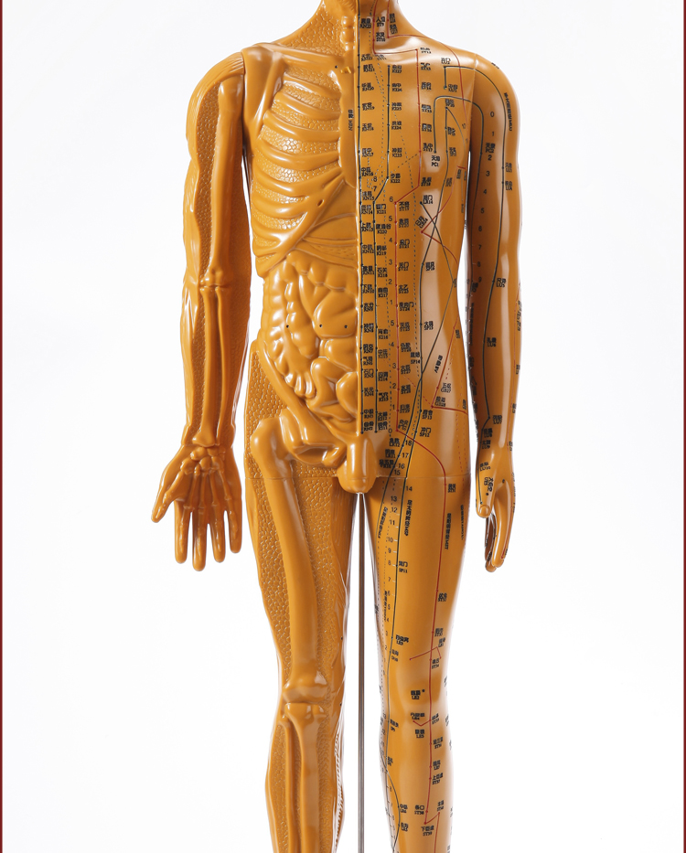 半骨骼肌肉器官针灸穴位人体模型人十二经络扎针小铜人全身图 【数字