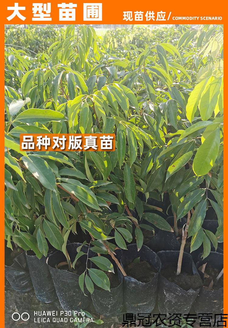 荔枝苗正宗妃子笑桂味荔枝嫁接树苗荔枝盆栽地栽庭院广西荔枝树苗妃子