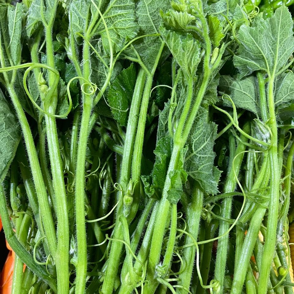 云南德宏季节性蔬菜南瓜苗南瓜尖特色蔬南瓜嫩芽清炒涮火锅减 2斤1000