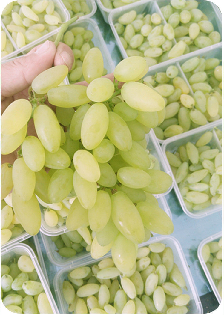 (顺丰速发)金手指葡萄新鲜甜蜜大泽山葡萄水果新鲜当季整箱美人指