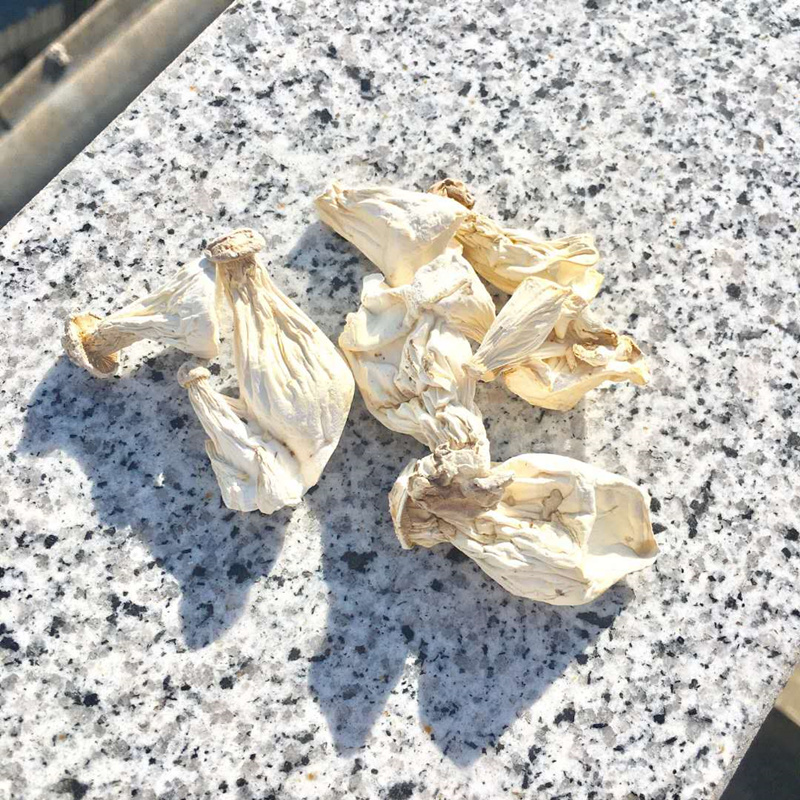 10030005594596商品名称:武夷山长寿菇白灵菇人参菇白菇茶花菇特产